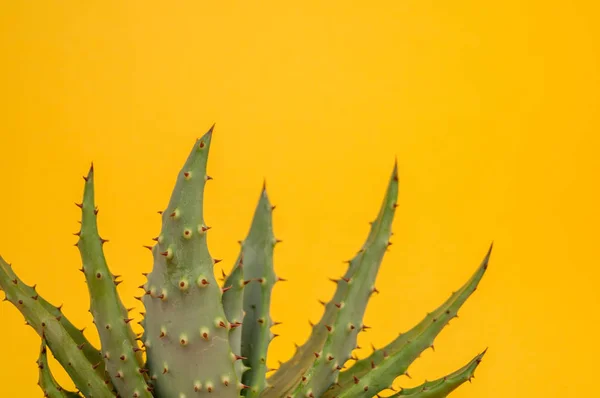 Aloe Cactus Sobre Fondo Amarillo Flor Tropical Suculenta — Foto de Stock