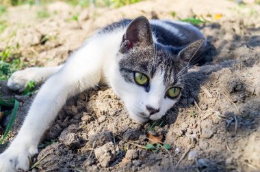 Bir kedi otu ve AVI yatıyor. Çizgili evde beslenen hayvan.