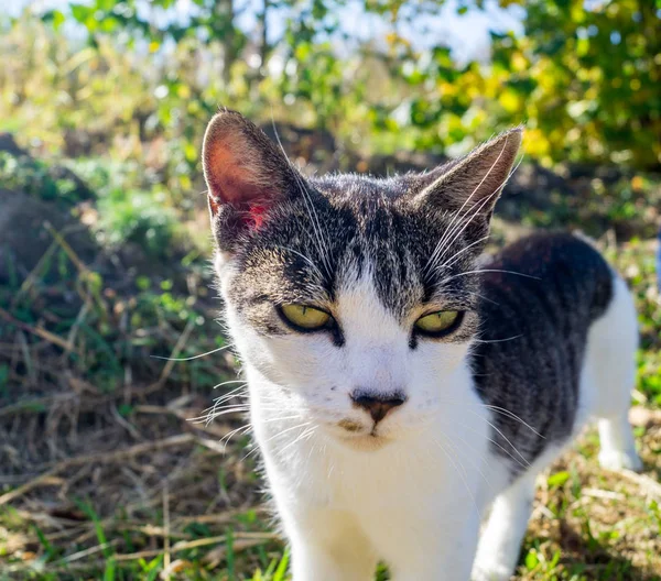 Katt Ligger Gräset Och Jakter Randiga Husdjur — Stockfoto