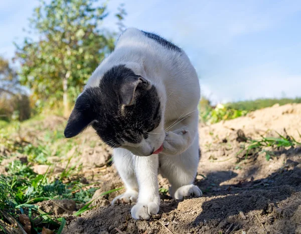 Bir Kedi Otu Avi Yatıyor Çizgili Evde Beslenen Hayvan — Stok fotoğraf