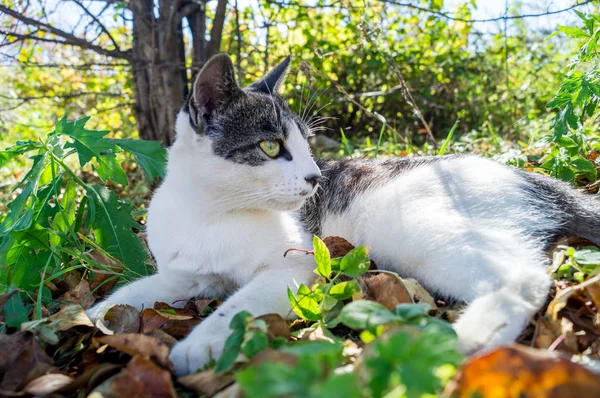 Katt Ligger Gräset Och Jakter Randiga Husdjur — Stockfoto