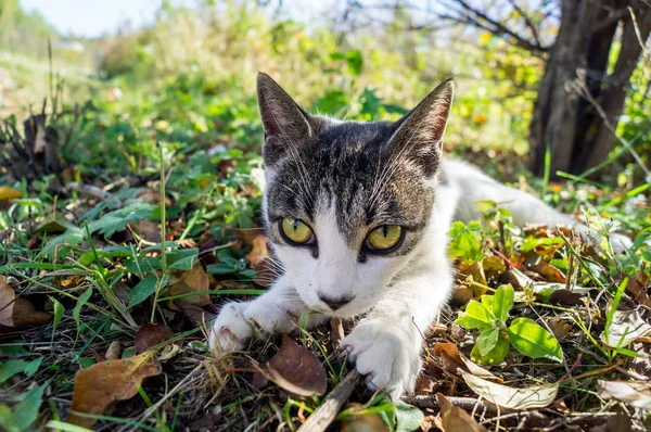 Gato Yace Hierba Caza Mascota Rayada —  Fotos de Stock