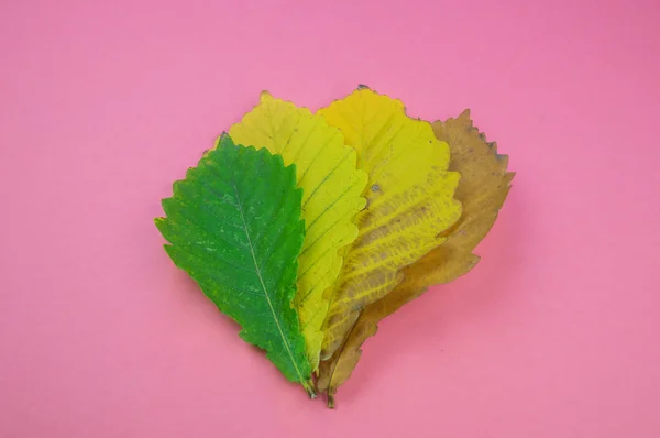 Autumn Leaf Nature Concept Pastel Pink Background Yellow Oak Leaf — Stock Photo, Image
