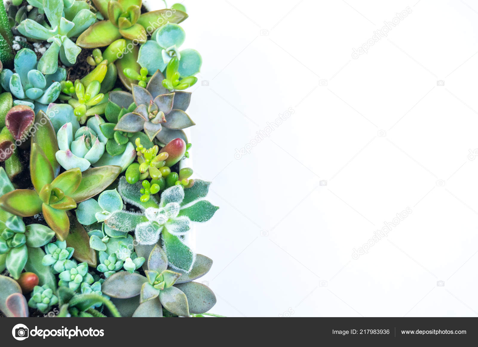 Succulent Plant Flower Ceramic Pot Green/ Blue