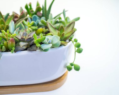 Yeşil ve mavi succulents beyaz zemin üzerine seramik tencere kompozisyon. Tropikal kaktüs eğilim kavramı. Evin iç süslüdür.
