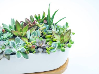 Yeşil ve mavi succulents beyaz zemin üzerine seramik tencere kompozisyon. Tropikal kaktüs eğilim kavramı. Evin iç süslüdür.