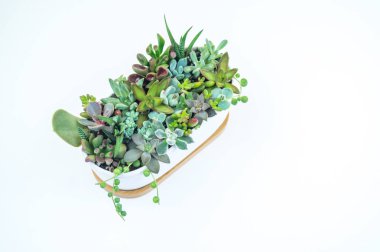 Yeşil ve mavi succulents beyaz zemin üzerine seramik tencere kompozisyon. Tropikal kaktüs eğilim kavramı. Evin iç süslüdür.