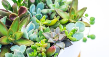 Yeşil ve mavi succulents beyaz zemin üzerine seramik tencere kompozisyon. Tropikal kaktüs eğilim kavramı. Evin iç süslüdür.