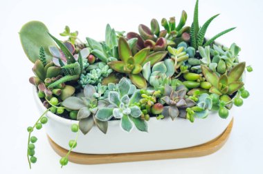 Yeşil ve mavi succulents beyaz zemin üzerine seramik tencere kompozisyon. Tropikal kaktüs eğilim kavramı. Evin iç süslüdür.