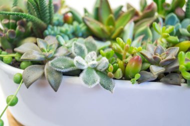 Yeşil ve mavi succulents beyaz zemin üzerine seramik tencere kompozisyon. Tropikal kaktüs eğilim kavramı. Evin iç süslüdür.