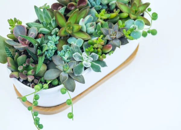 바탕에 세라믹 냄비에 녹색과 파란색 Succulents에서 선인장 트렌드 개념입니다 인테리어 — 스톡 사진