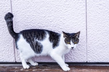 Kışın dışarıda bir kedi yürür. Köyde sakinleş. Kitty gri lekeler ile beyaz.