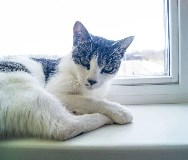 Kedi Pencere Nin Üzerinde Yatıyor Uyuyor Kışın Dışında Lekeler Çizgili — Stok fotoğraf