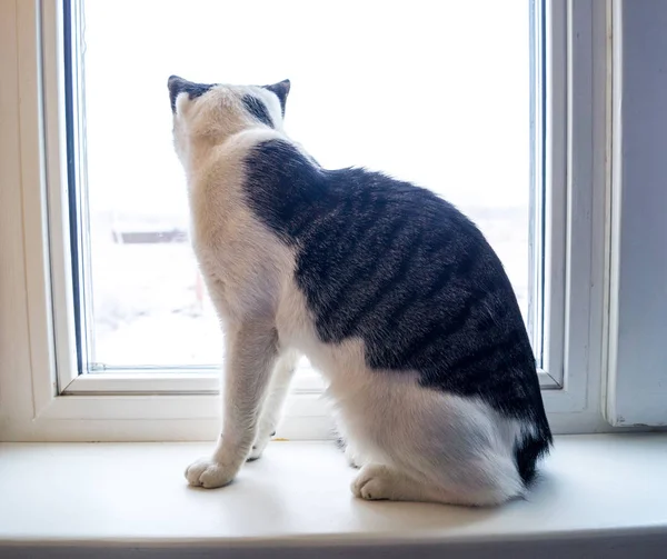 Die Katze Liegt Auf Der Fensterbank Und Schläft Außerhalb Des — Stockfoto