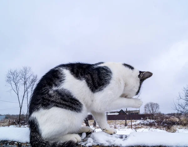 Gato Senta Galho Árvore Fora Inverno Relaxa Aldeia Kitty Branco — Fotografia de Stock