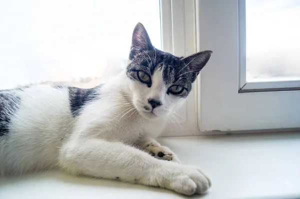 Petit Chaton Endormi Sur La Fenetre Image Libre De Droit Par Zannaholstova C Petit Chaton Endormi Sur La Fenetre Image Libre De Droit Par Zannaholstova C