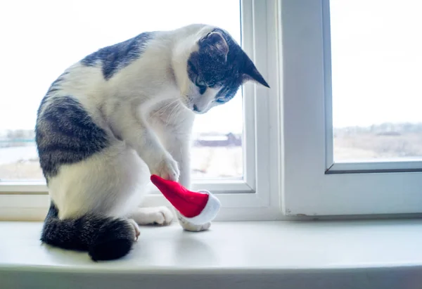 Cat plays on the windowsill in winter. Santa hat. Kitty is white with a black spot.