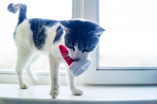 Katze Spielt Winter Auf Der Fensterbank Weihnachtsmann Kätzchen Ist Weiß — Stockfoto