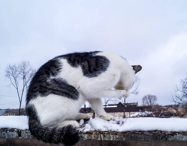 冬天一只猫坐在外面的树枝上 在村子里冷 基蒂是白色的 有灰色斑点 — 图库照片