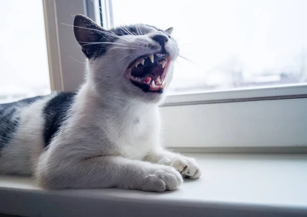 Die Katze Liegt Auf Der Fensterbank Und Schläft Außerhalb Des — Stockfoto