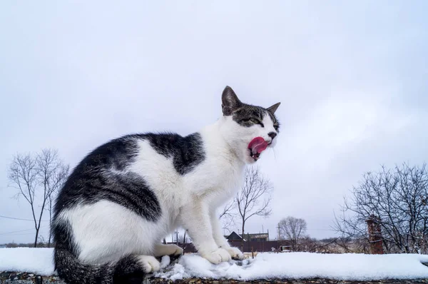 Chat Est Assis Sur Une Branche Arbre Exterieur Hiver Refroidir Photographie Dariako C