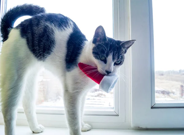 Katze Spielt Winter Auf Der Fensterbank Weihnachtsmann Kätzchen Ist Weiß — Stockfoto