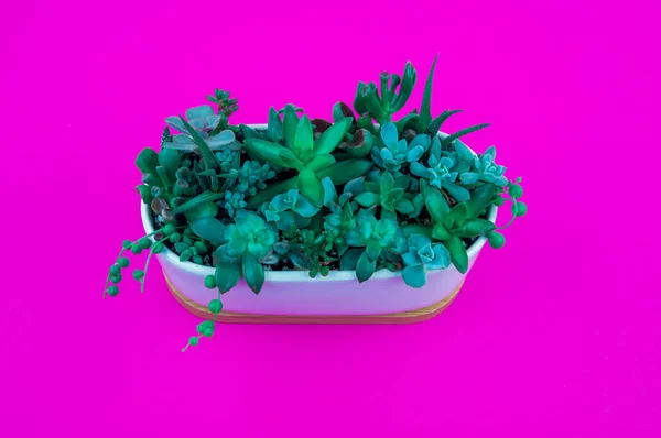 Sukkulenten Komposition Weißem Topf Auf Rosa Hintergrund Tropischer Kaktus Die — Stockfoto