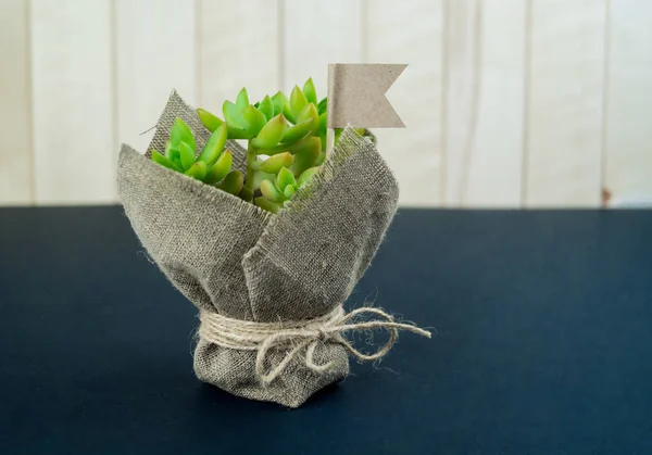 A cactus alone in a pot wrapped in cloth stands on a black table. Succulent green. Interior home and office. Hobby floriculture.