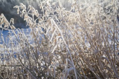 BuğdayKarla kaplı kulak, çimleri boğuk buzla kapladı..