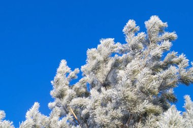 Mavi bir arka plan üzerinde boğuk buz ile kaplı çam dalı.