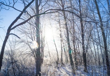 Kışın donla kaplı ağaçlarla kaplı orman.