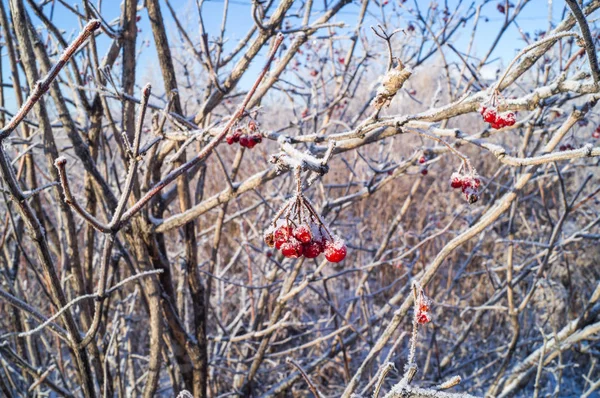 Rama cubierta de nieve con un viburno de bayas rojas cubierto de escarcha . —  Fotos de Stock