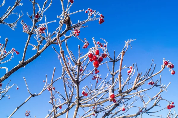 Rama cubierta de nieve con un viburno de bayas rojas cubierto de escarcha . —  Fotos de Stock