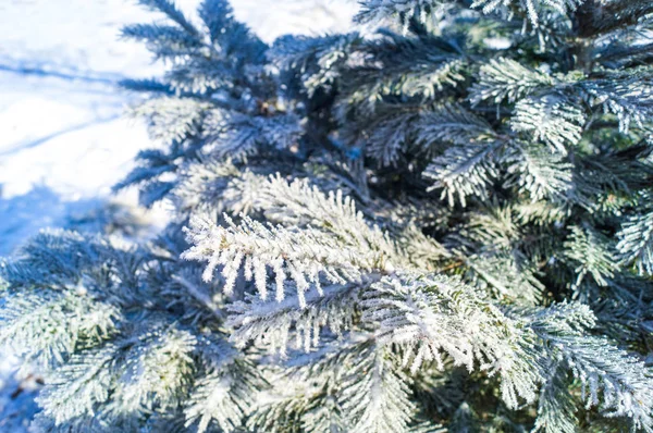 Las ramas del árbol de Navidad están cubiertas de escarcha sobre un fondo azul . —  Fotos de Stock