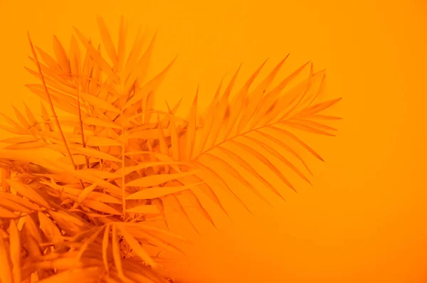 Palmera flor de color amarillo. Fondo naranja — Foto de Stock