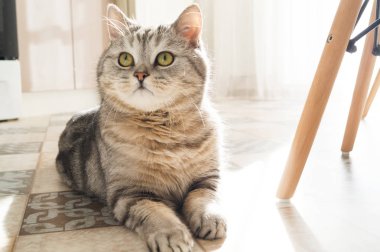 Çizgili şişman kedi odada yerde yatıyor. Sevimli komik sevgilim.