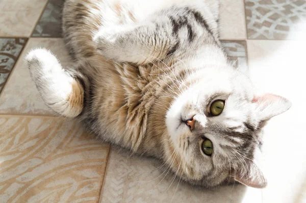 Striped fat cat lies on the floor in the room.Cute funny darling. — Stock Photo, Image