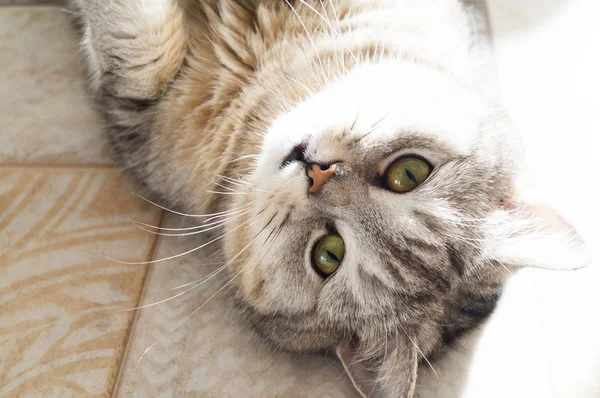Pasiasty tłuszcz kot leży na podłodze w pokoju. Śliczne śmieszne kochanie. — Zdjęcie stockowe