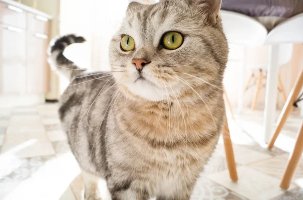 Striped fat cat lies on the floor in the room.Cute funny darling. — Stock Photo, Image