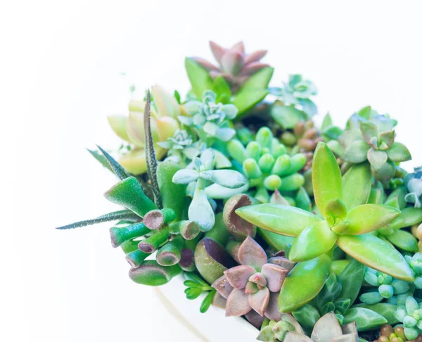 Kert succulents egy fehér kerámia pot fehér alapon. — Stock Fotó