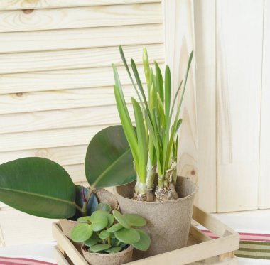 Bitkiler dikim için araçları. Mutlu Easter.Narcisse, ficus ve succulents tencere.