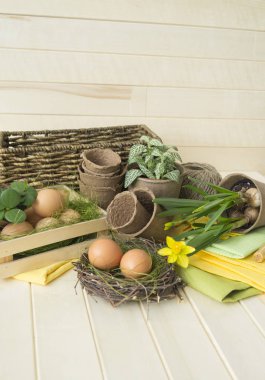 Paskalya yumurtası sepet çiçekler bahar nakli çiçekler yuva araçları. Nergis