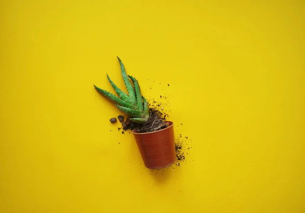 Cactus sin maceta vista superior amarilla. Suculenta con tierra y raíces . — Foto de Stock