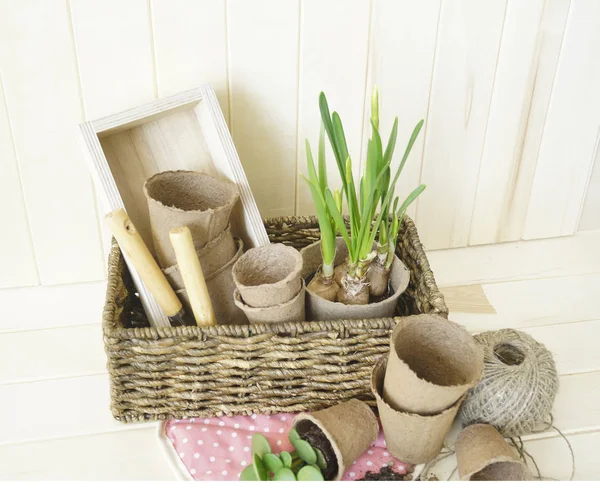 Tools for transplanting plants.Happy Easter.Narcisse, ficus and succulents in pots. — Stock Photo, Image