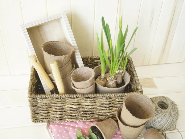 Инструменты для выращивания плантаций.Happy Easter.Narcisse, ficus and succulents in pots . — стоковое фото