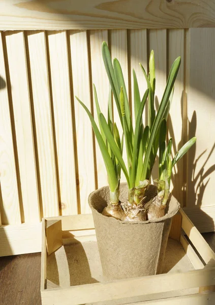 Nástroje pro přesazení rostlin. Šťastné Easter.Narcisse, fíkus a sukulenty v květináčích. — Stock fotografie