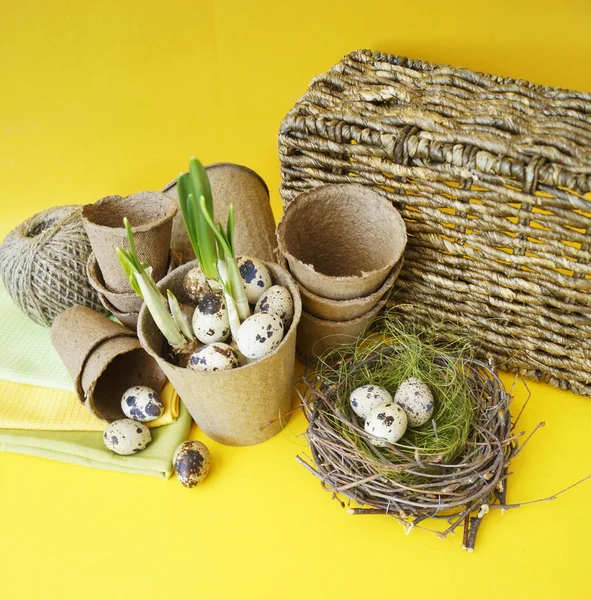 Velikonoční Dekorativní kompozice na žlutém podkladu. Hnízdo s křepelčími vejci. — Stock fotografie