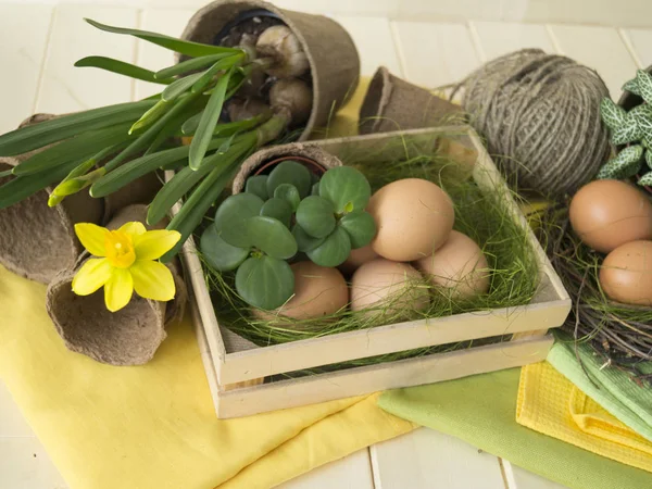 Påsk ägg korg blommor våren transplantation av blommor boet verktyg. Narcissus — Stockfoto