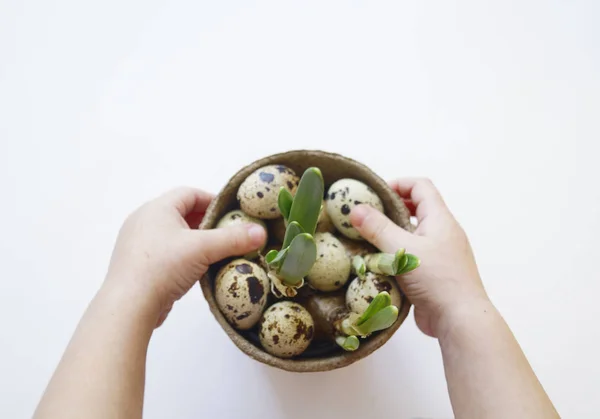 Children's hands hold an Easter nest with eggs. View from above. Child. Boy. — Stock Photo, Image