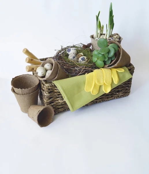 Pasqua. Un cestino con attrezzi per trapiantare piante. Nido d'uccello con uova di quaglia . — Foto Stock